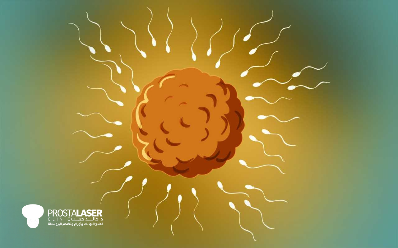علاج امراض الذكورة و الضعف الجنسي و تأخر الانجاب